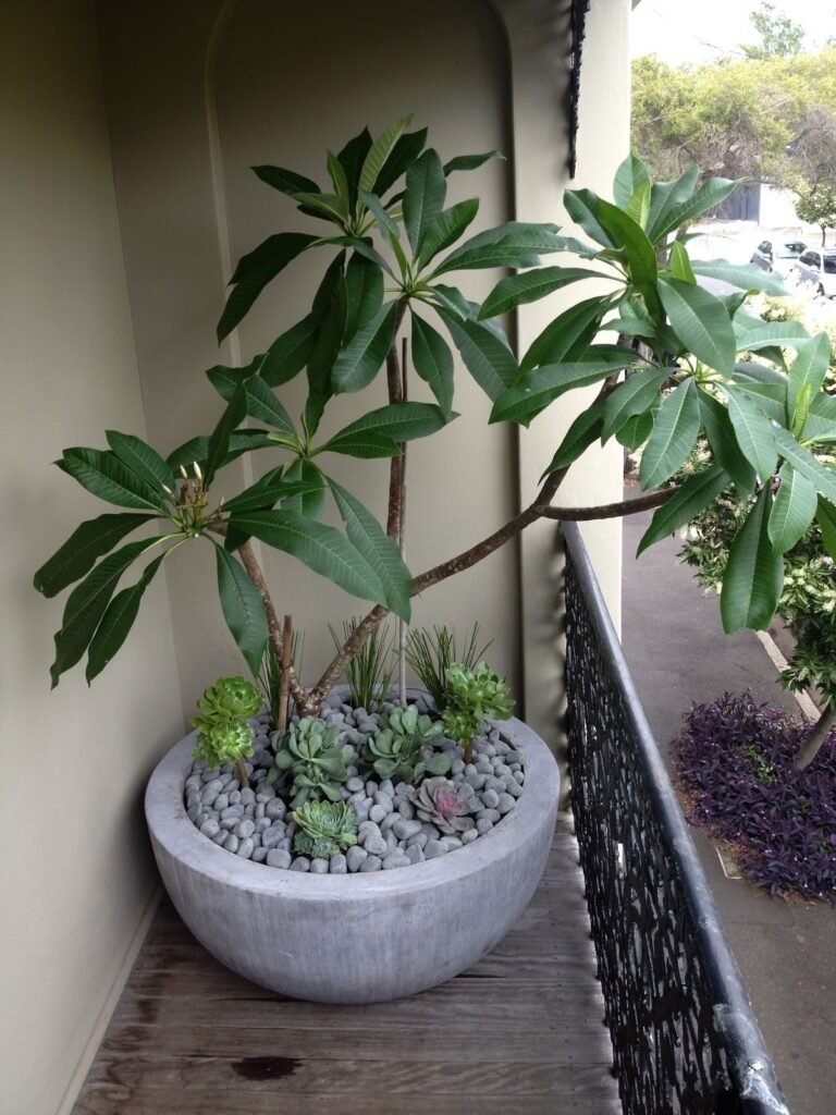 plumeria / frangipani plant