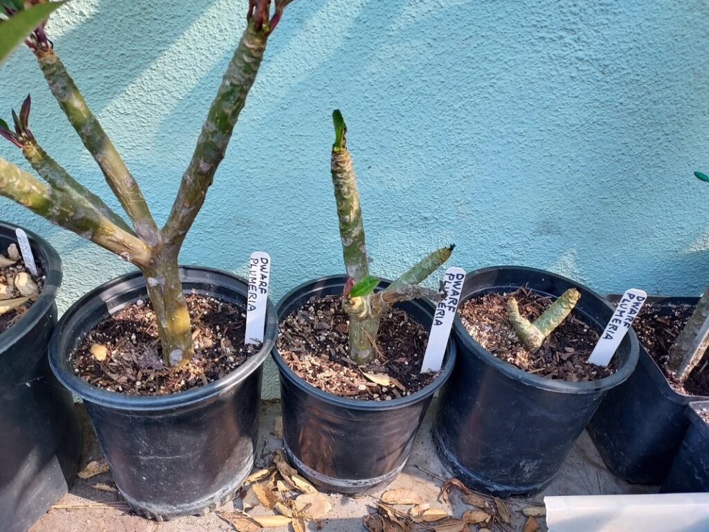 plumeria / frangipani plant
