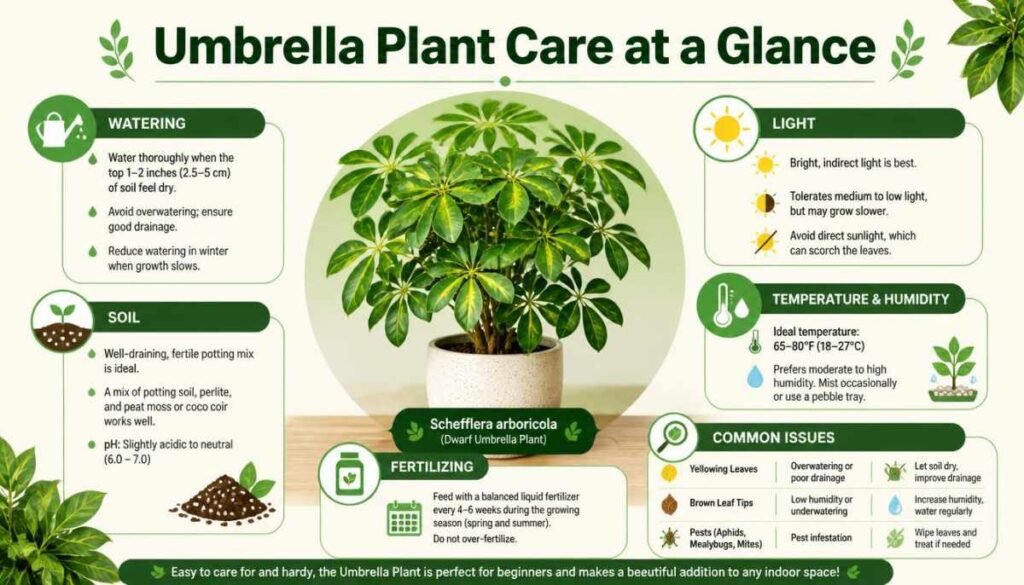 Umbrella Plant Care at a Glance - Umbrella Plant Care